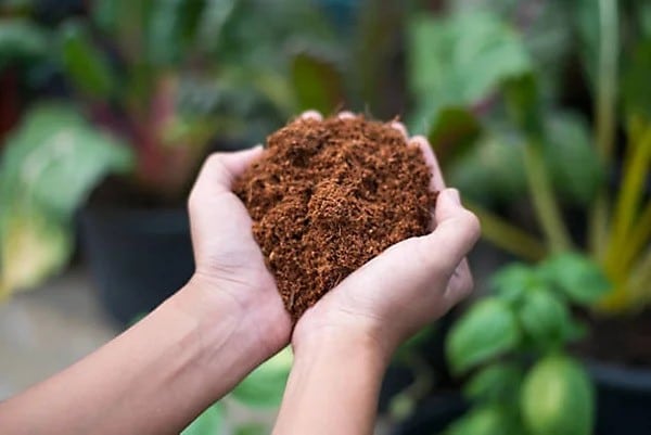 Up to 97% Lower Lifecycle Emissions: Why Coconut Coir Beats Peat on Carbon