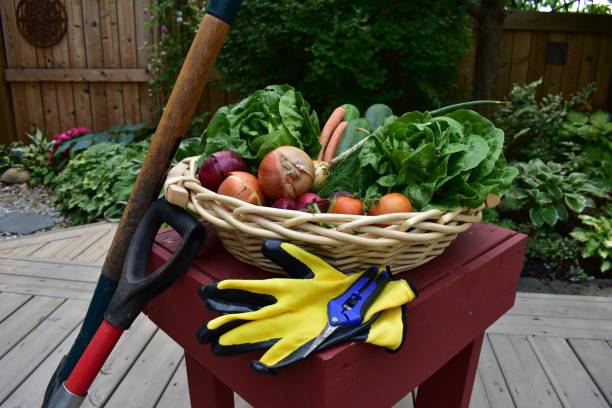 Guide to Choosing the Right Plants for COCO Coir