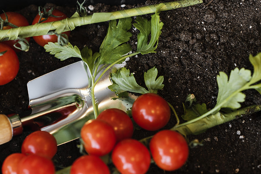 Tips to Grow Juicy Tomatoes with Coco Coir