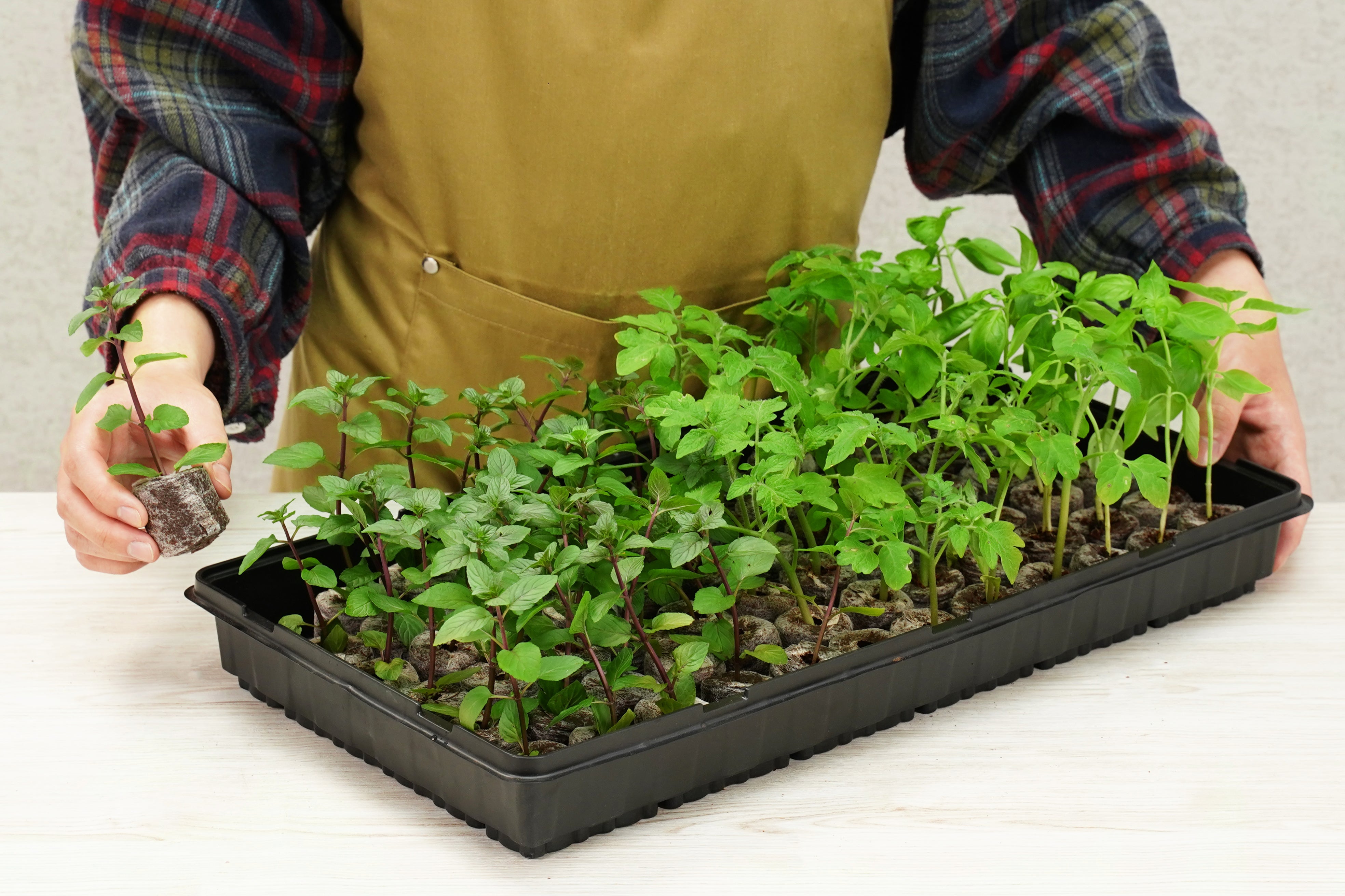 72 x 35mm Pellet Greenhouse Kit