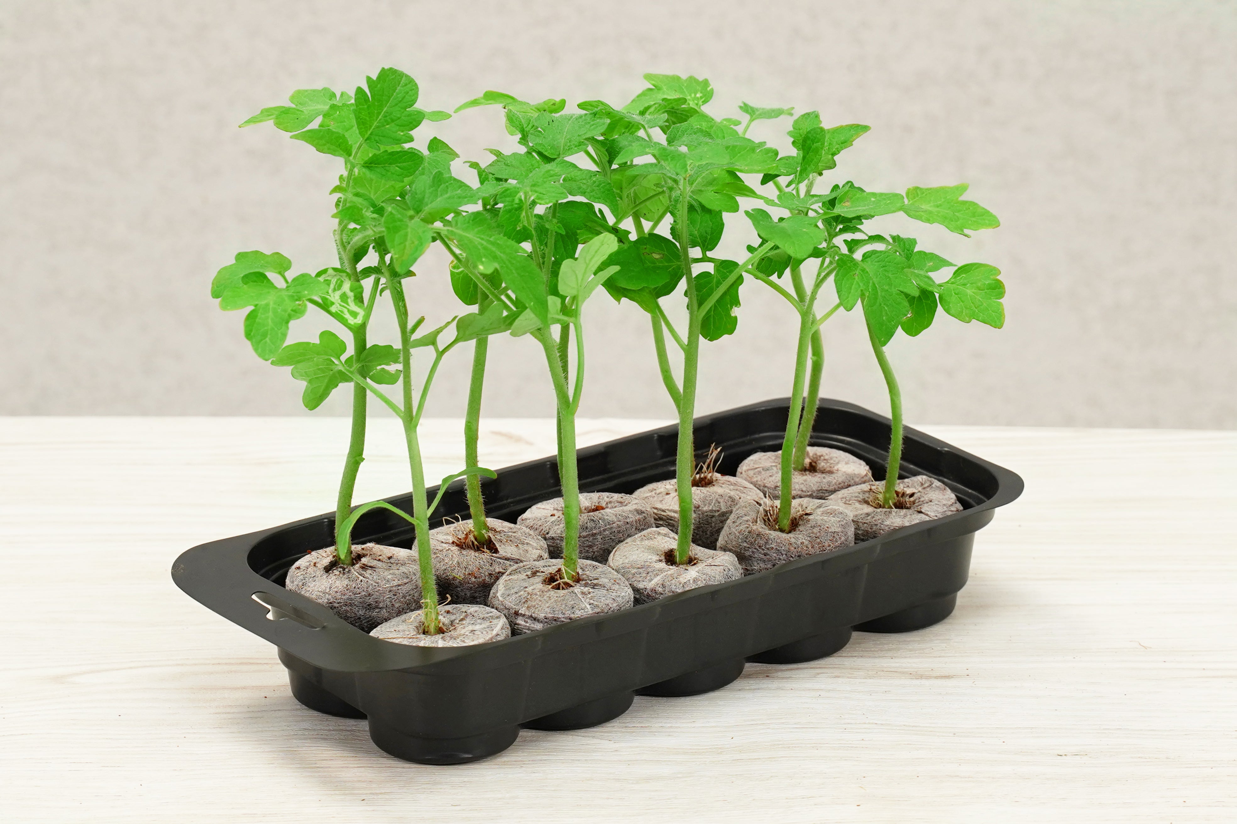 10 x 42mm Pellet Greenhouse Kit