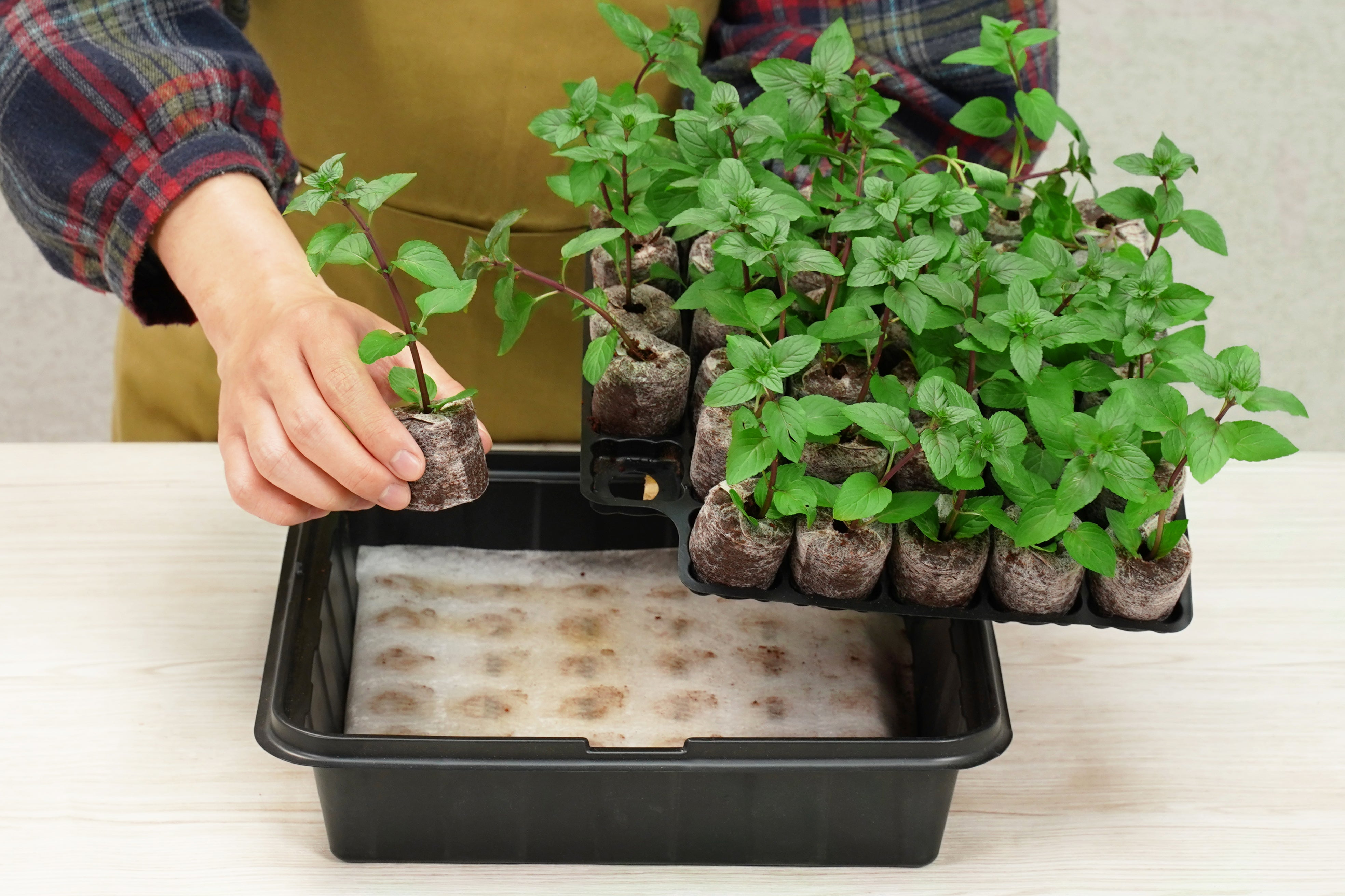 Premium Self-Watering Pellet Greenhouse Kit