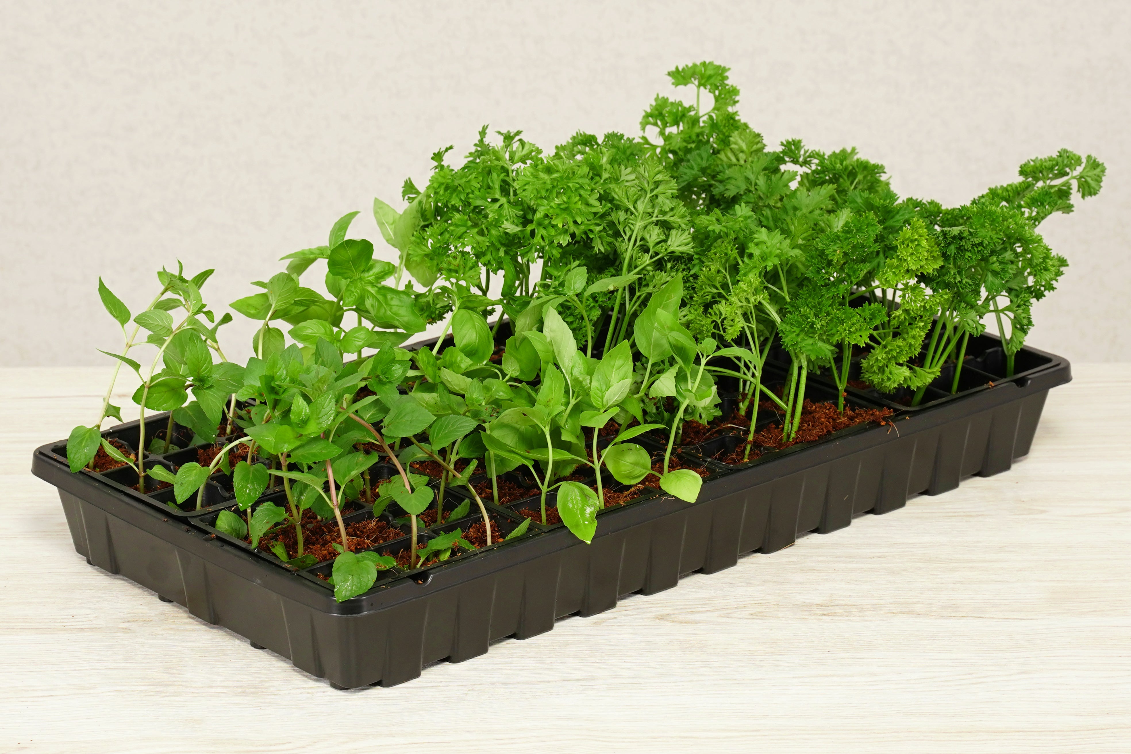 Premium 72 Cell Greenhouse Kit with Coconut Coir Growing Mix