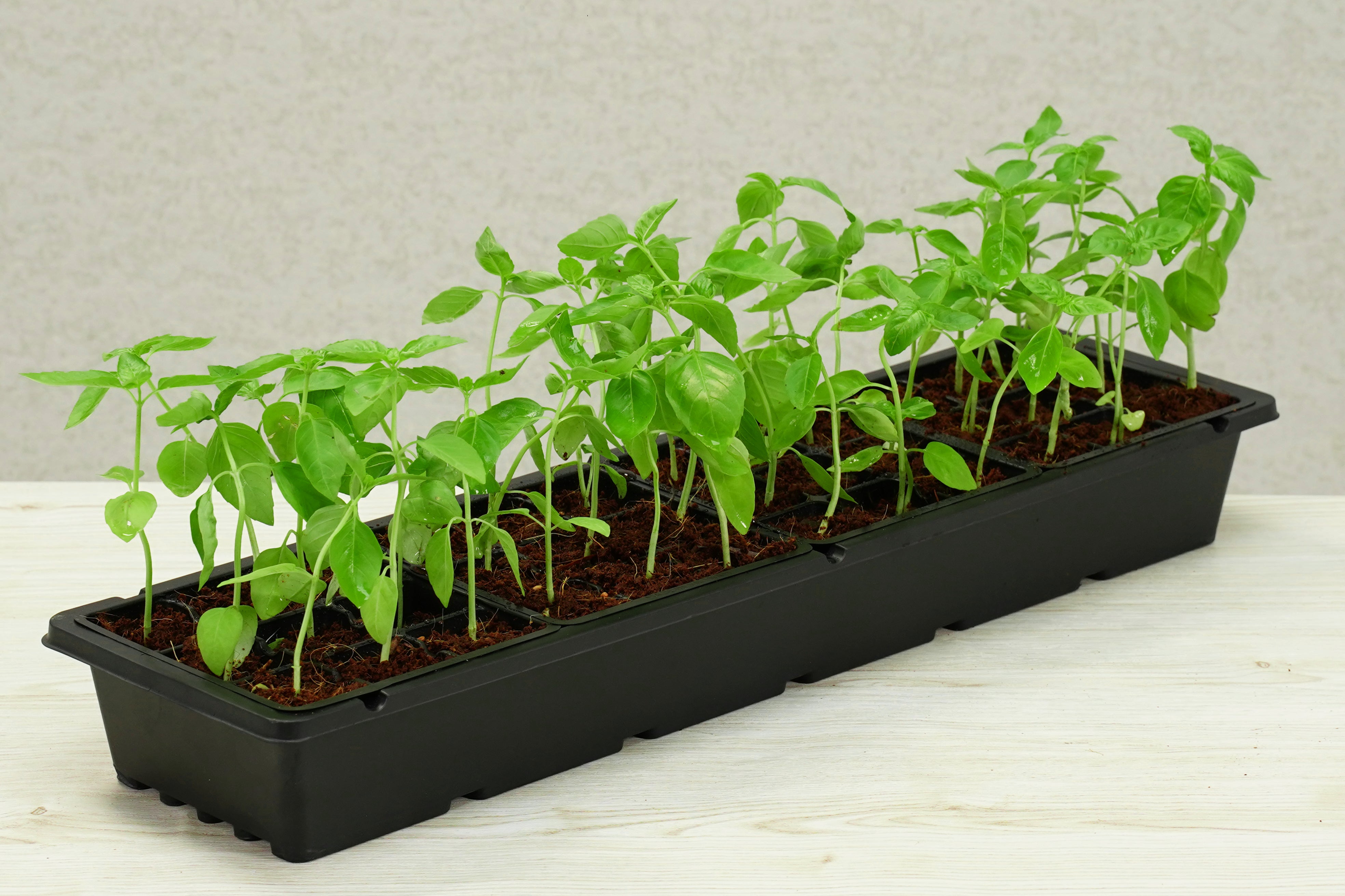 36 Cell Greenhouse Kit