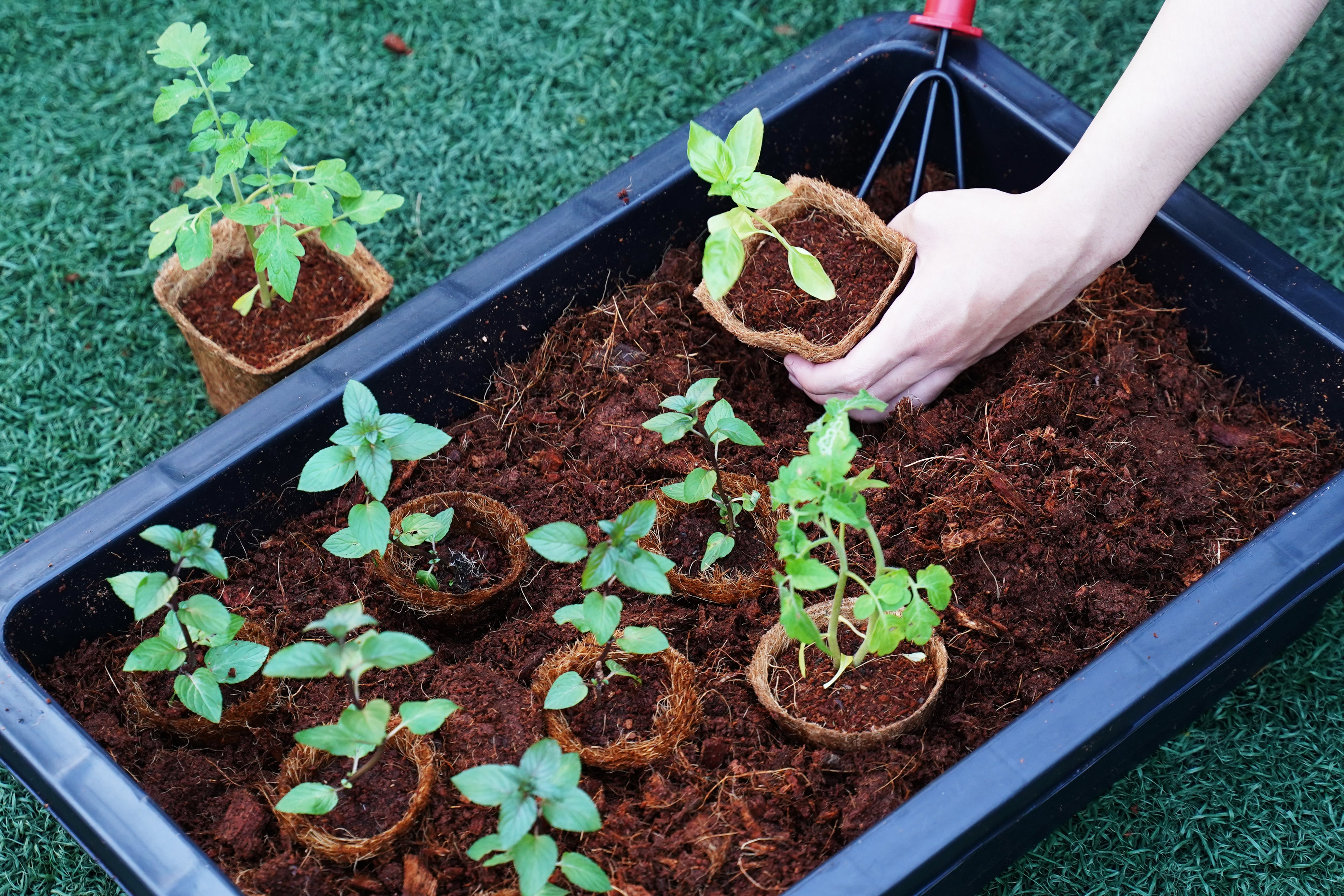3.00" Square Coconut Coir Pot – 8 Pack