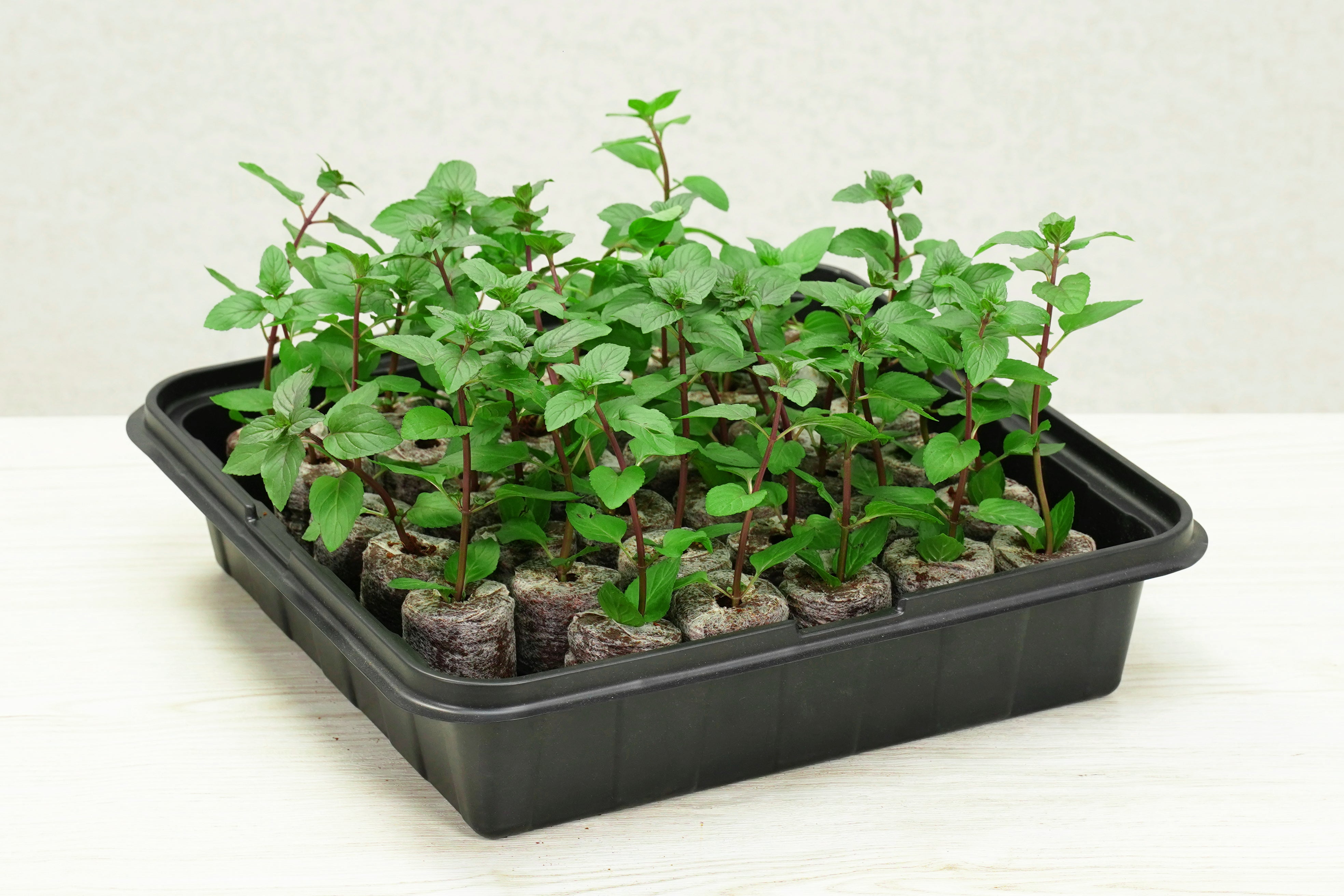 Premium Self-Watering Pellet Greenhouse Kit