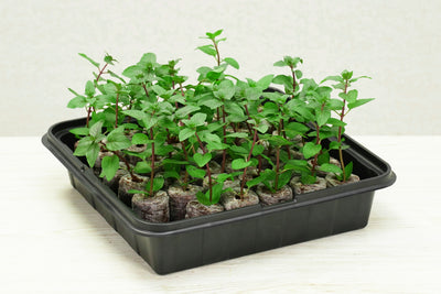Premium Self-Watering Pellet Greenhouse Kit