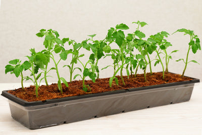 Coconut Coir Pot Greenhouse Kit