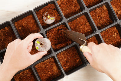 18 Pot Transplant Kit