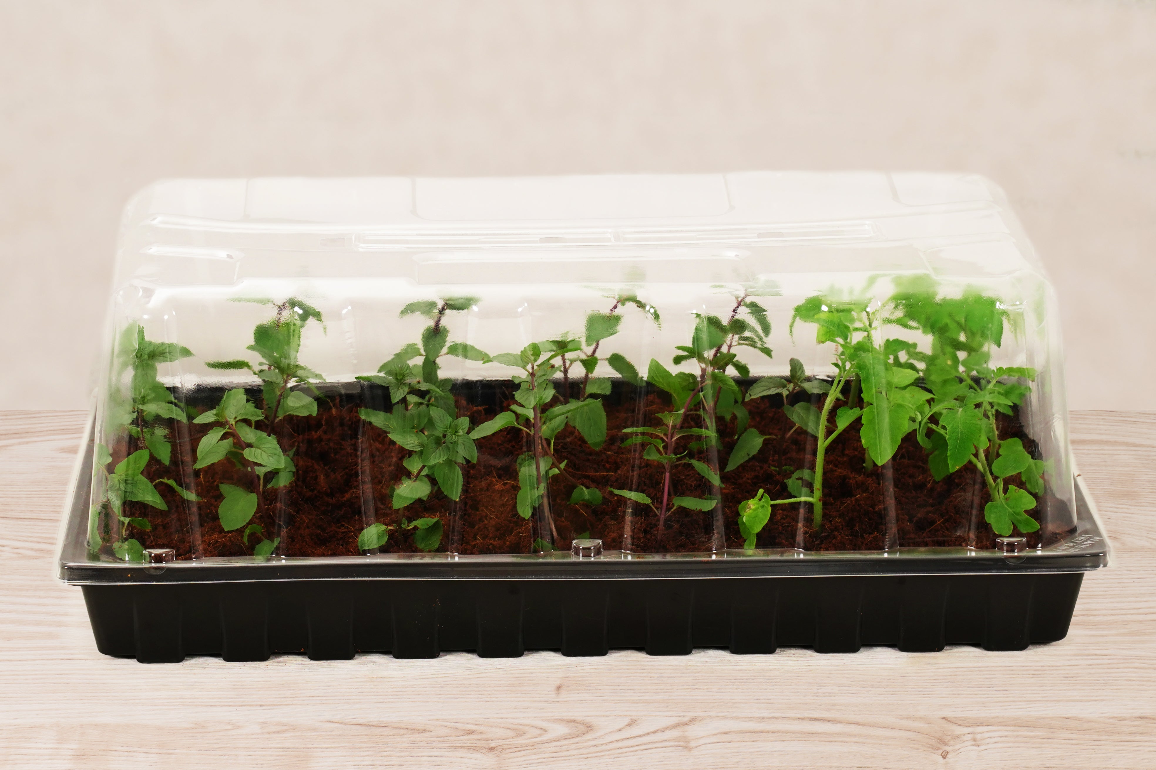 Greenhouse Tray