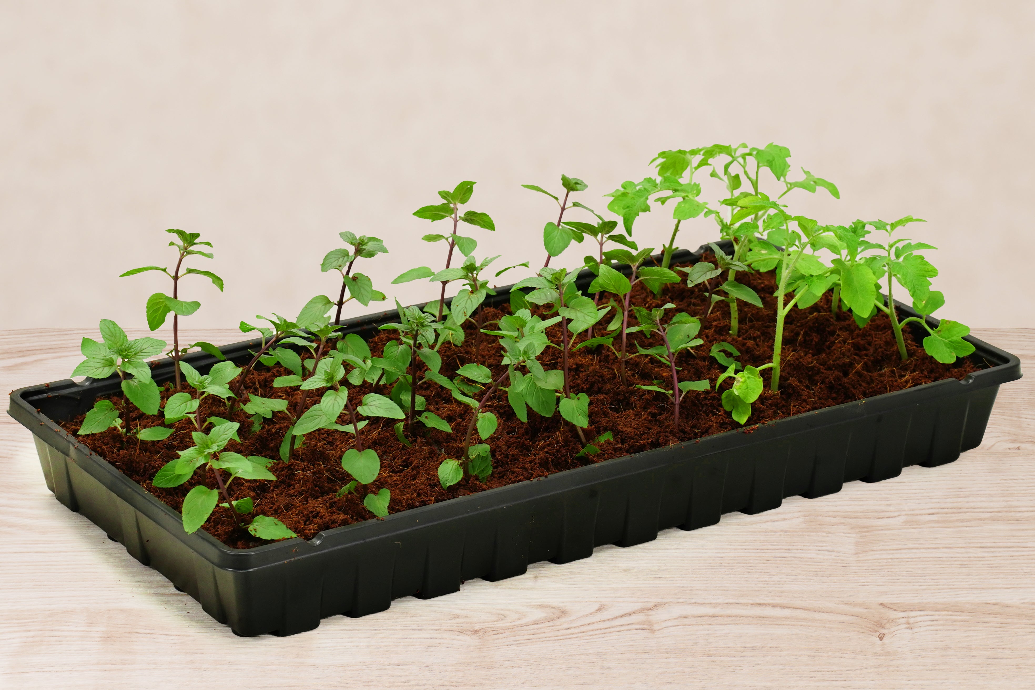 Greenhouse Tray